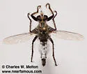 Triton Hammertail - photo 4