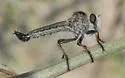 Thorny Hammertail