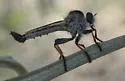 Thorny Hammertail - photo 2