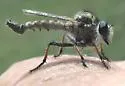 Thorny Hammertail - photo 3