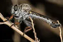 Thorny Hammertail - photo 4