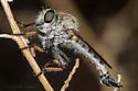 Thorny Hammertail - photo 5