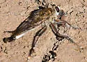 Colorado Hammertail - photo 2