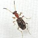 Ega sallei