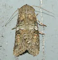 Alternate Woodling - Hodges#10517 - photo 3