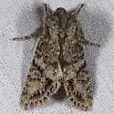 Egira cognata - Hodges#10509