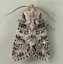 Egira cognata - Hodges#10509 - photo 2