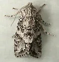 Egira cognata - Hodges#10509 - photo 3
