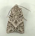 Egira cognata - Hodges#10509 - photo 4