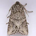 Egira cognata - Hodges#10509 - photo 5