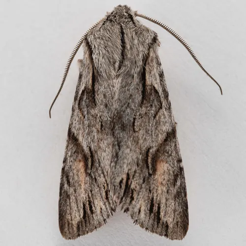 Egira crucialis - Hodges#10508