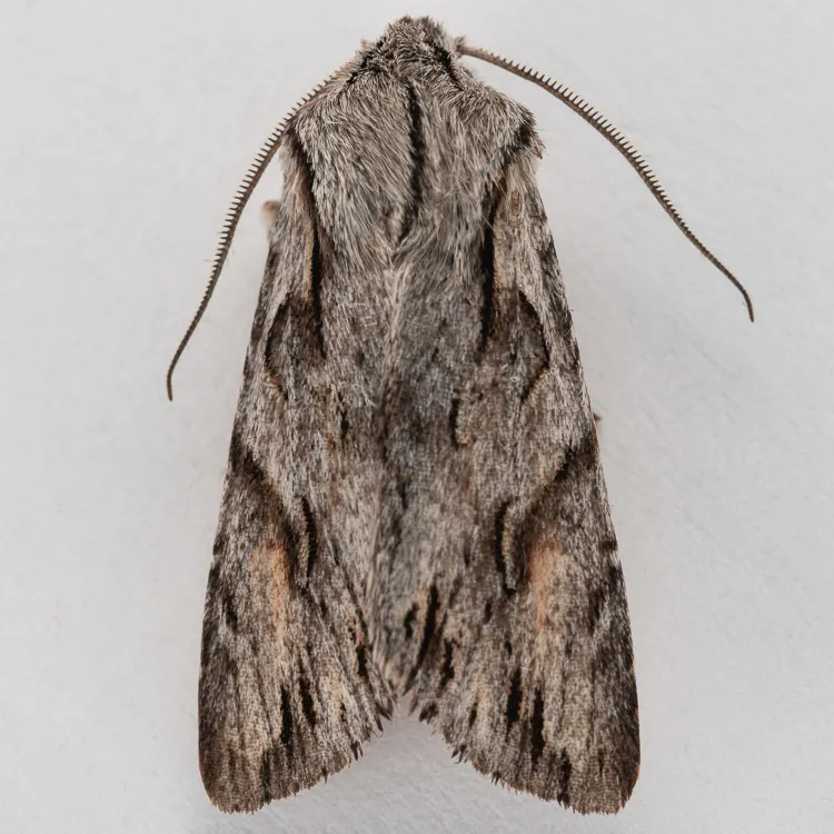 Egira crucialis - Hodges#10508 - photo 2