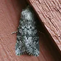 Egira curialis - Hodges#10511