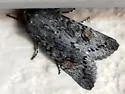 Egira curialis - Hodges#10511 - photo 2