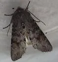 Egira curialis - Hodges#10511 - photo 3