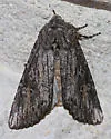Egira curialis - Hodges#10511 - photo 4