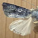 Egira curialis - Hodges#10511 - photo 5