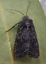 Egira dolosa - Hodges#10513