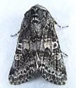 Egira dolosa - Hodges#10513 - photo 2