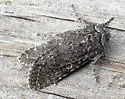 Egira dolosa - Hodges#10513 - photo 3