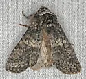 Egira dolosa - Hodges#10513 - photo 4