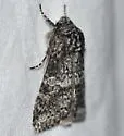 Egira dolosa - Hodges#10513 - photo 5