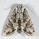 Mottled Oak Woodling - Hodges#10510 - photo 2