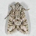Mottled Oak Woodling - Hodges#10510 - photo 3
