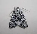 Mottled Oak Woodling - Hodges#10510 - photo 4