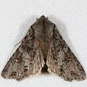 Egira hiemalis - Hodges#10505 - Egira hiemalis