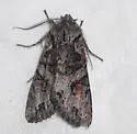 Egira hiemalis - Hodges#10505 - photo 3