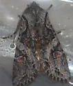 Egira hiemalis - Hodges#10505 - photo 4