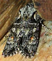 Egira hiemalis - Hodges#10505 - photo 5