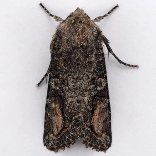 Brown Woodling - Hodges#10515