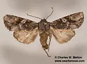 Egira purpurea - Hodges#10516 - photo 2