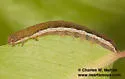 Egira purpurea - Hodges#10516 - photo 4