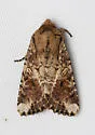 Egira rubrica - Hodges#10514 - photo 3