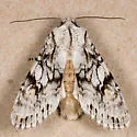 Egira simplex - Hodges#10506 - Egira simplex