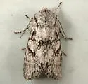 Egira simplex - Hodges#10506 - photo 2