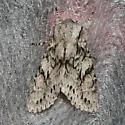 Egira simplex - Hodges#10506 - photo 3