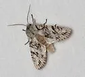 Egira simplex - Hodges#10506 - photo 4