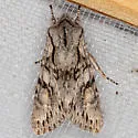 Egira simplex - Hodges#10506 - photo 5
