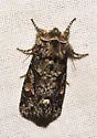 Egira variabilis - Hodges#10504 - photo 4