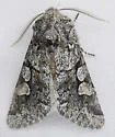 Egira variabilis - Hodges#10504 - photo 5