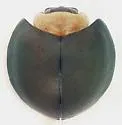Egius platycephalus - Egius platycephalus