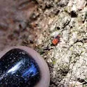 Egius platycephalus - photo 2