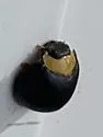 Egius platycephalus - photo 4