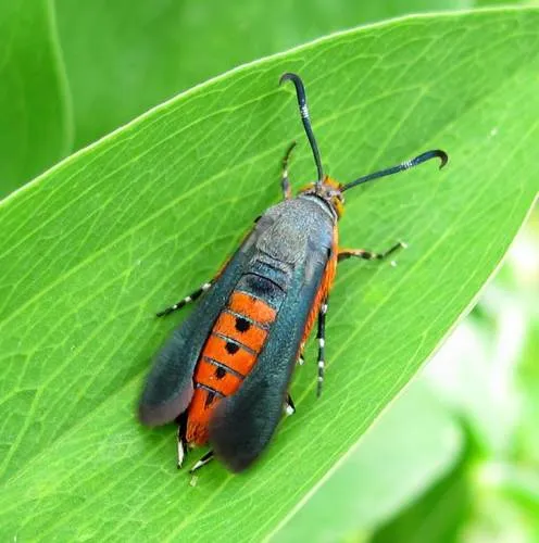 Squash Vine Borer - photo 4