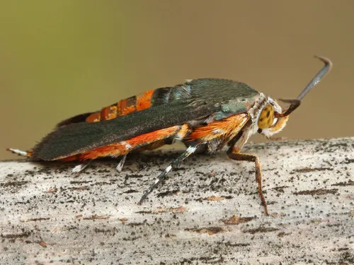 Squash Vine Borer - photo 5