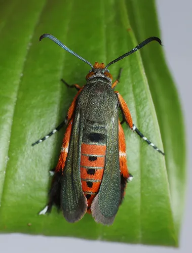 Squash Vine Borer - photo 6